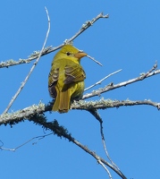 Summer Tanager, female